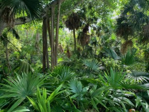 McKee-Botanical-gardens-Vero-Beach-Floride-0620