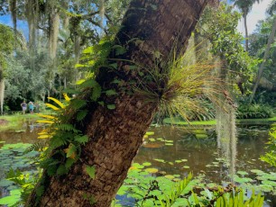 McKee-Botanical-gardens-Vero-Beach-Floride-0677