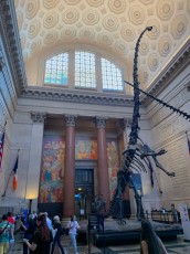 Hall d'entrée du Musée d'histoire naturelle de New-York (American Museum of Natural History)
