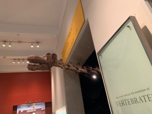 Dinosaure au Musée d'histoire naturelle de New-York (American Museum of Natural History)