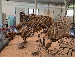 Dinosaure au Musée d'histoire naturelle de New-York (American Museum of Natural History)