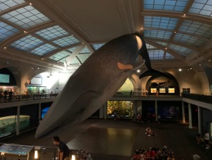 Salle de la faune marine au Musée d'histoire naturelle de New-York (American Museum of Natural History)