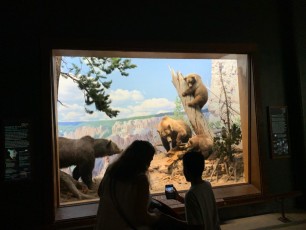 Reproduction de paysages américains au Musée d'histoire naturelle de New-York (American Museum of Natural History)