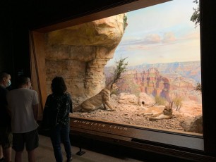 Reproduction de paysages américains au Musée d'histoire naturelle de New-York (American Museum of Natural History)
