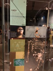 Reproduction de Lucie au Musée d'histoire naturelle de New-York (American Museum of Natural History)
