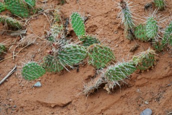 Petits cactus à Double Arch, Arches National Park, Moab, Utah
