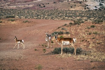 Antilopes d'Amérique (pronghorns) à Goblin Valley State Park