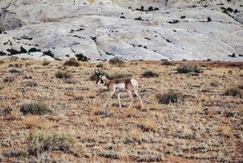 Antilopes d'Amérique (pronghorns) à Goblin Valley State Park