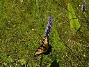 Papillon au Corkscrew Swamp Sanctuary (Audubon Center dans les Everglades à Naples / Floride)
