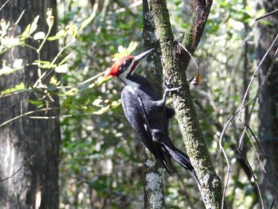 Pivert au Corkscrew Swamp Sanctuary (Audubon Center dans les Everglades à Naples / Floride)