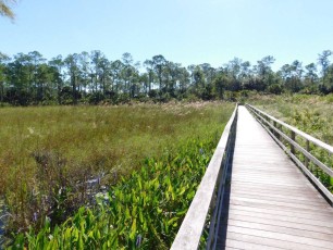 Corkscrew Swamp Sanctuary (Audubon Center dans les Everglades à Naples / Floride)