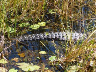 Corkscrew Swamp Sanctuary (Audubon Center dans les Everglades à Naples / Floride)