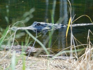 Alligator sur l'Apoxee Trail, sentier de randonnée à West Palm Beach en Floride