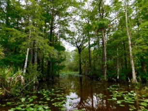 Billie-Swamp-Safari-Floride-6189