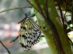 Butterfly-World-Coconut-Creek-Broward-Floride-6752