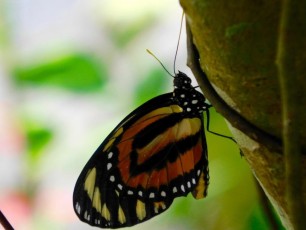 Butterfly-World-Coconut-Creek-Broward-Floride-6753