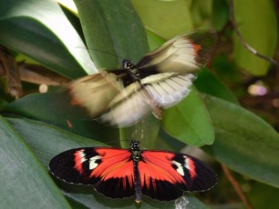 Butterfly-World-Coconut-Creek-Broward-Floride-6768