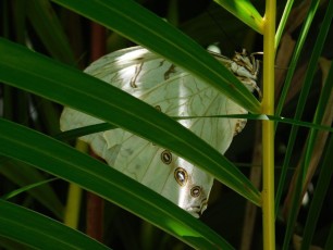 Butterfly-World-Coconut-Creek-Broward-Floride-6788
