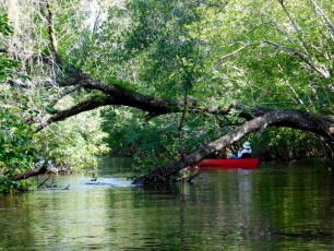 Little-Manatee-River-kayak-canoe-outpost-6978