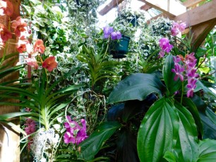 Mary-Selby-Botanical-Gardens-Sarasota-7764