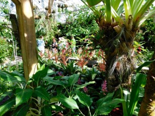 Mary-Selby-Botanical-Gardens-Sarasota-7773