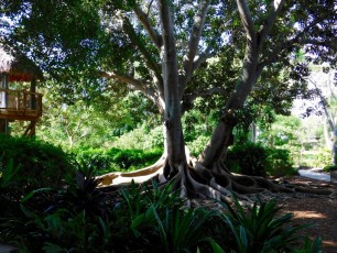 Mary-Selby-Botanical-Gardens-Sarasota-7797