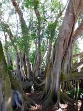 Mary-Selby-Botanical-Gardens-Sarasota-7802