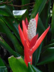 Mary-Selby-Botanical-Gardens-Sarasota-7860