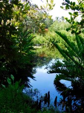 Mary-Selby-Botanical-Gardens-Sarasota-7891