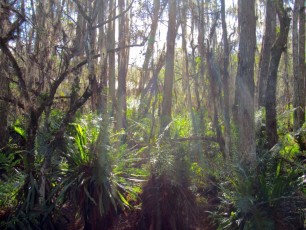 Loxahatchee-National Wildlife-Refuge-Everglades-Boynton-Beach-Floride-4943