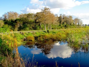 Loxahatchee-National Wildlife-Refuge-Everglades-Boynton-Beach-Floride-5090