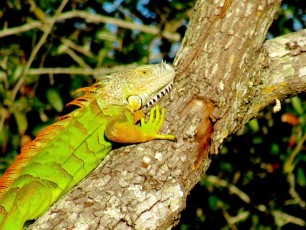 Iguane au parc Okeeheelee Park de West Palm Beach en Floride