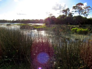 Winding Waters Natural Area à Riviera Beach (près de West Palm Beach en Floride)