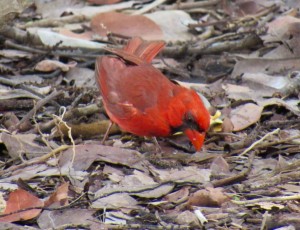 Un oiseau cardinal dans la mangrove de la plage de Delnor Wiggins à Naples en Floride.