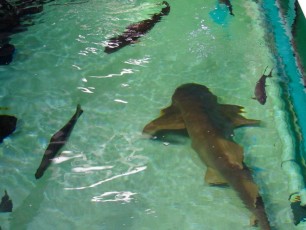 Requin au Clearwater Marine Aquarium