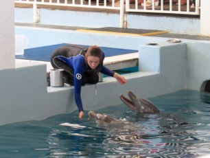 Dauphins au Clearwater Marine Aquarium