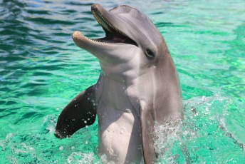 Nicholas le dauphin au Clearwater Marine Aquarium)