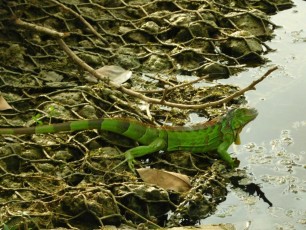 Iguane près de Wayside Park - Coral Gables - Miami - Floride