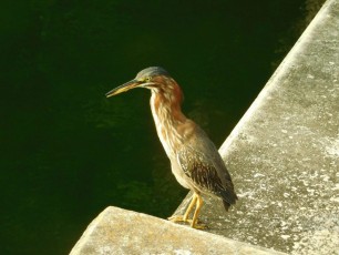Oiseau près de Wayside Park - Coral Gables - Miami - Floride