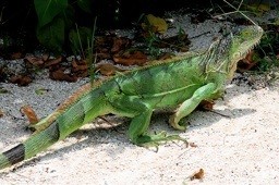 Iguane Floride
