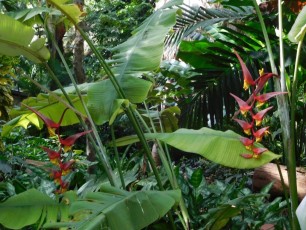 Pinecrest Tropical Garden - Miami - Floride