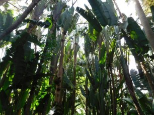 Pinecrest Tropical Garden - Miami - Floride