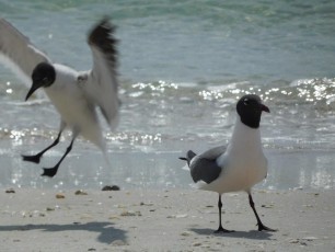Oiseaux sur la plage de Delnor-Wiggins Pass State Park à Naples Floride