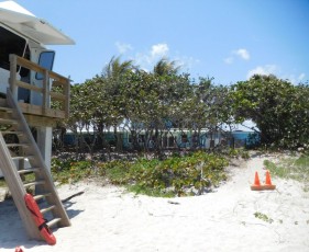 Le célèbre Lazy Loggerhead Cafe (derrière la mangrove) - Plage de Carlin Park à Jupiter / Floride
