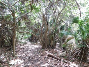 Chemins forestiers de Crandon Park / Key Biscayne / Miami / Floride