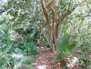 Chemins forestiers de Crandon Park / Key Biscayne / Miami / Floride