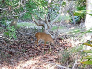 Cerf de Floride sur l'île de Big Pine Key / Floride