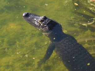 Alligator sur l'île de Big Pine Key / Floride