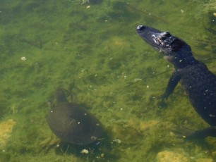 Alligator sur l'île de Big Pine Key / Floride