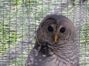 Wild-Birds-Rehabilitation-Center-Tavernier-Floride-8001